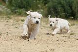 GOLDEN RETRIEVER 339